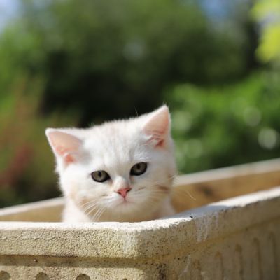 Ufo Of british Archanges