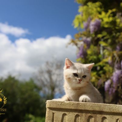 Ufo Of british Archanges