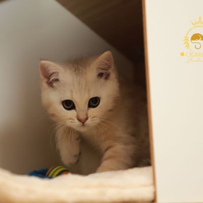 Ufo Of british Archanges