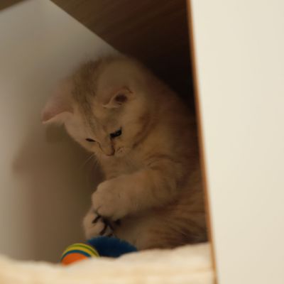 Ufo Of british Archanges