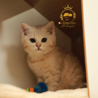 Ufo Of british Archanges