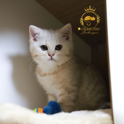 Ufo Of british Archanges