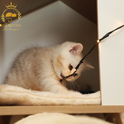 Ufo Of british Archanges