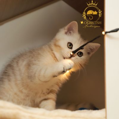 Ufo Of british Archanges