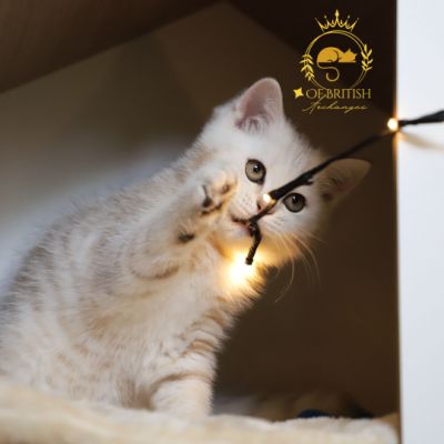 Ufo Of british Archanges