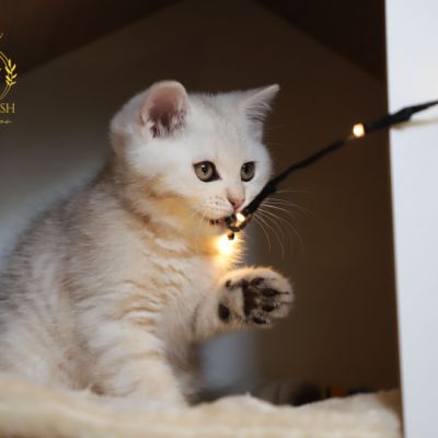 Ufo Of british Archanges