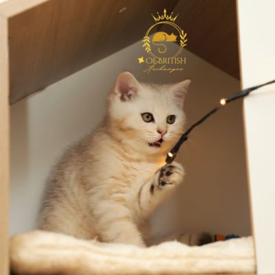 Ufo Of british Archanges