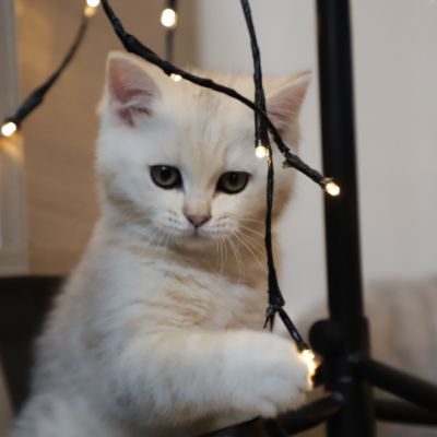 Ufo Of british Archanges