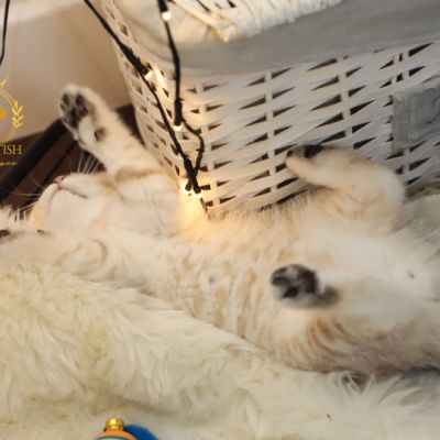 Ufo Of british Archanges