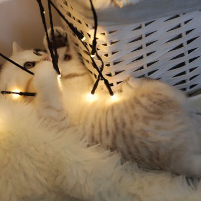 Ufo Of british Archanges