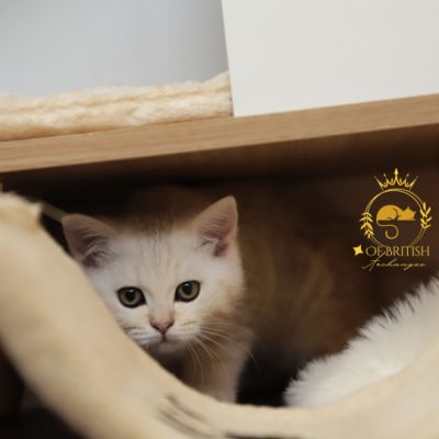 Ufo Of british Archanges