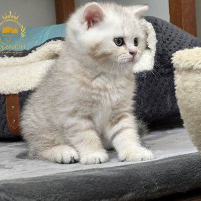 Ufo Of british Archanges