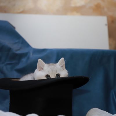 Shinju Of British Archanges