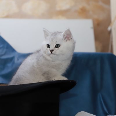 Shinju Of British Archanges