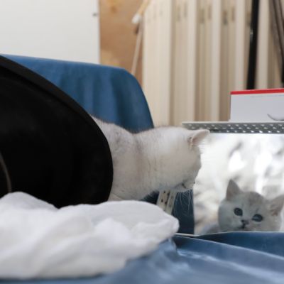 Shinju Of British Archanges