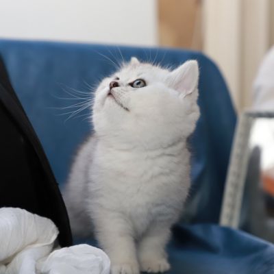 Shinju Of British Archanges