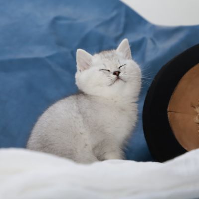 Shinju Of British Archanges