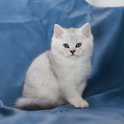 Shinju Of British Archanges