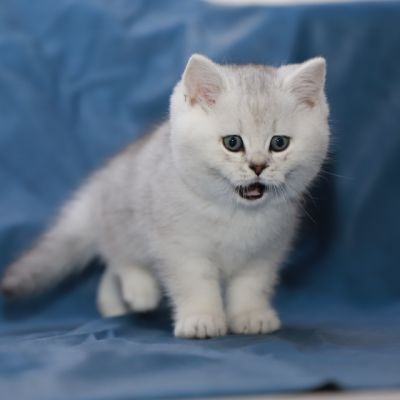 Shinju Of British Archanges