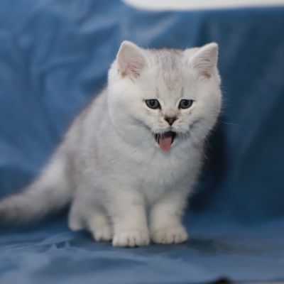 Shinju Of British Archanges