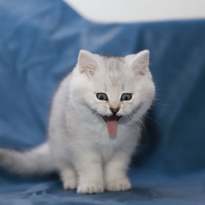 Shinju Of British Archanges