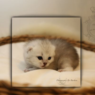 S........ Of British Archanges