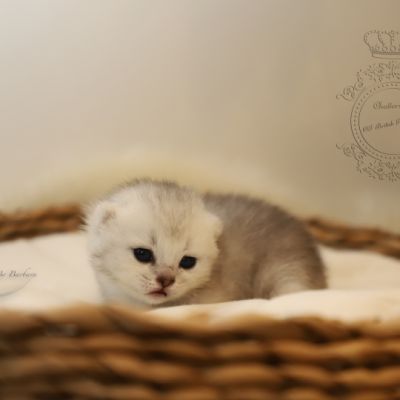 S........ Of British Archanges