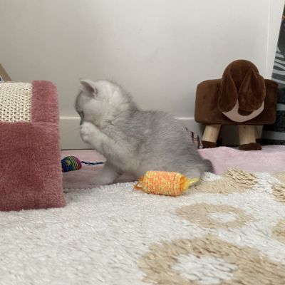 Shinju Of British Archanges