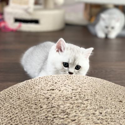 Shinju Of British Archanges