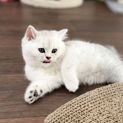 Shinju Of British Archanges