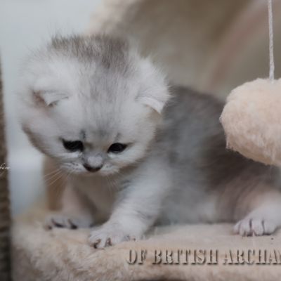 Shinju Of British Archanges