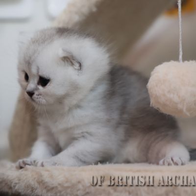 Shinju Of British Archanges