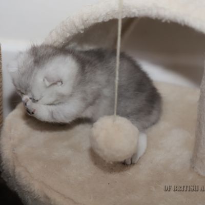 Shinju Of British Archanges