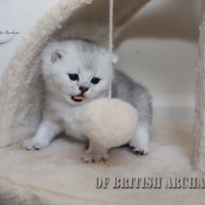 Shinju Of British Archanges