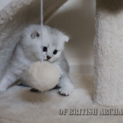 Shinju Of British Archanges