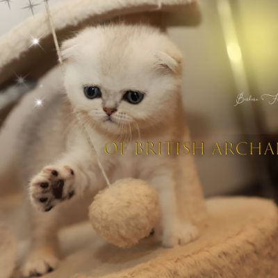 Timéo Of British Archanges