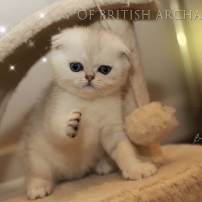 Timéo Of British Archanges