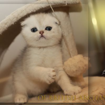 Timéo Of British Archanges