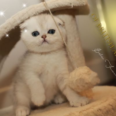 Timéo Of British Archanges