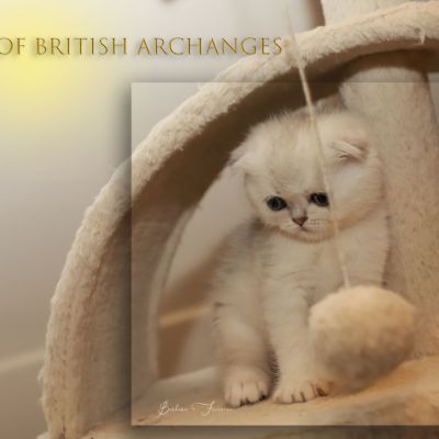 Timéo Of British Archanges