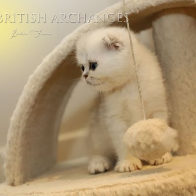 Timéo Of British Archanges