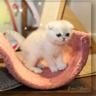 Timéo Of British Archanges