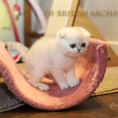 Timéo Of British Archanges