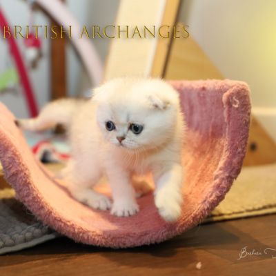 Timéo Of British Archanges