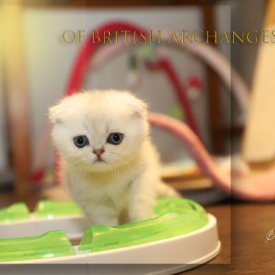 Timéo Of British Archanges