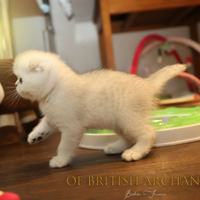 Timéo Of British Archanges