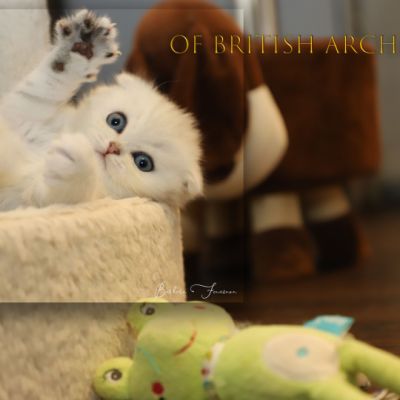 Timéo Of British Archanges