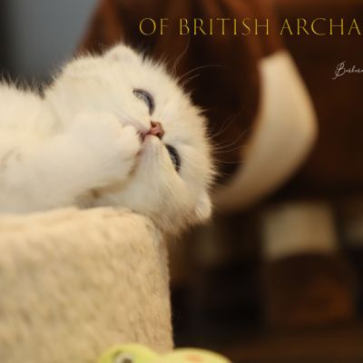 Timéo Of British Archanges