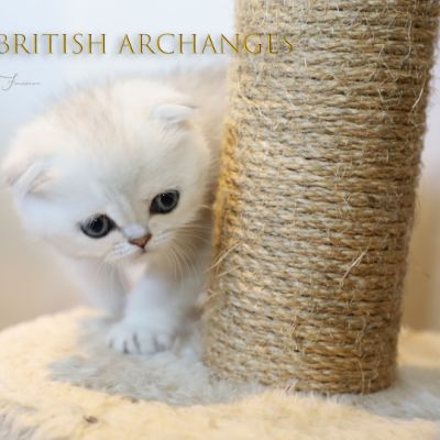 Timéo Of British Archanges