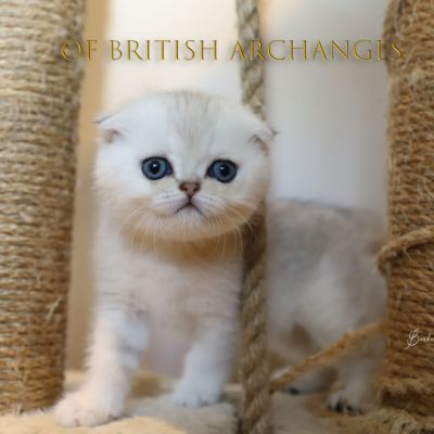 Timéo Of British Archangeses